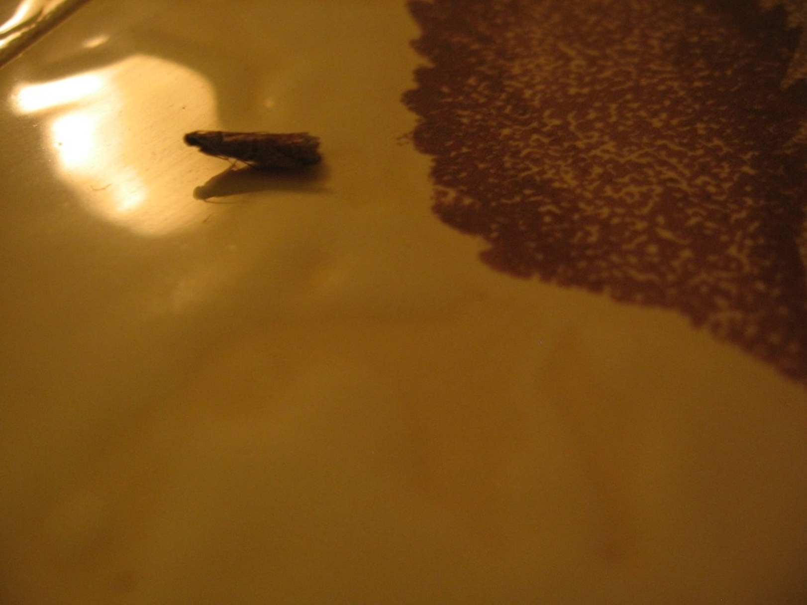 Identificazione ardua di lepidottero!!!